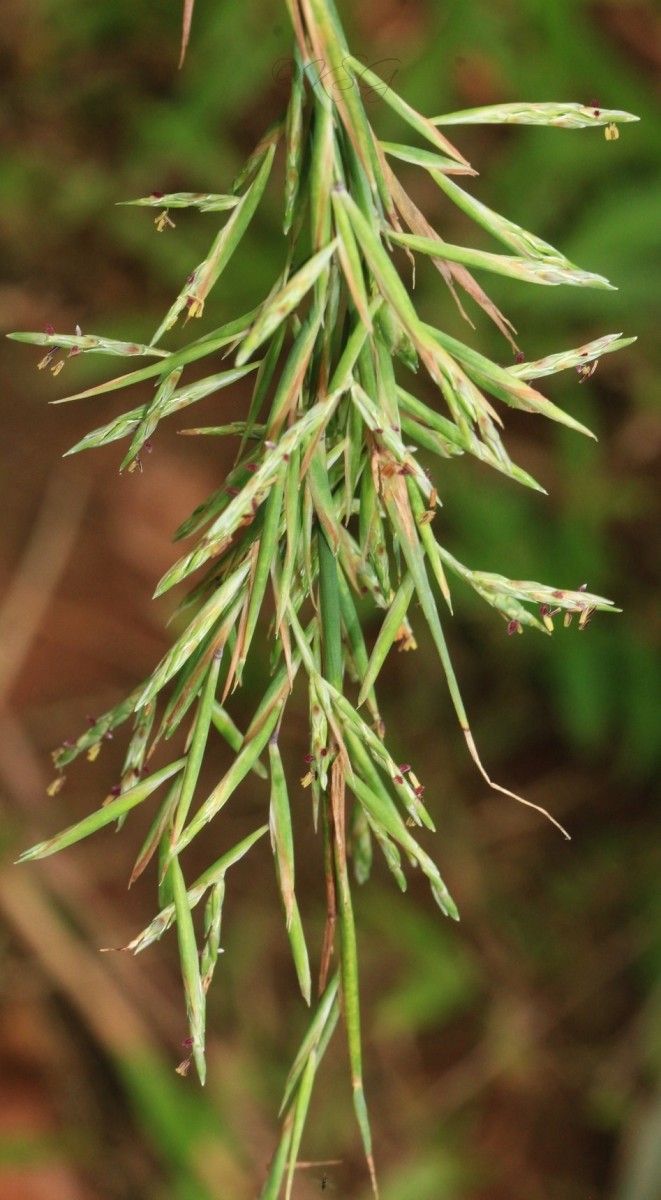 Cymbopogon citratus (DC.) Stapf